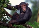 Illegal Chimp Meat Found in England